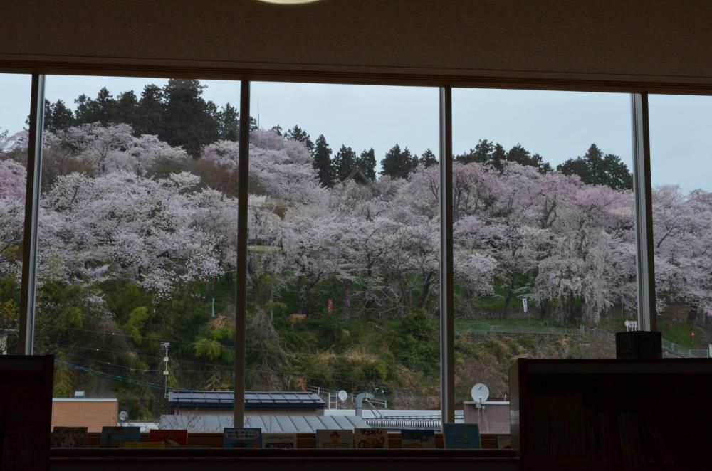 2023 烏帽子山桜だより№6