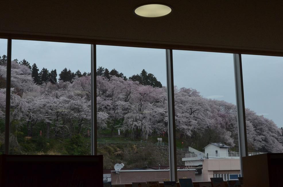 2023　桜