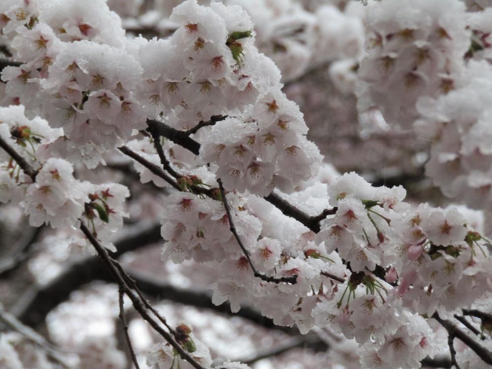 2023　桜