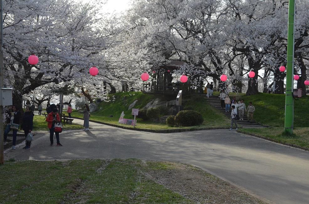 2023 烏帽子山桜だより№7