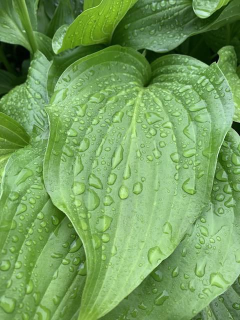 雨上がりに