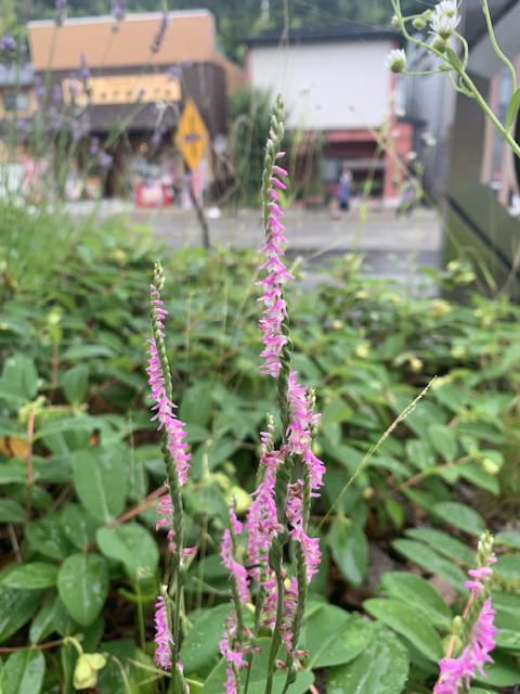 華ちゃんの好きな花