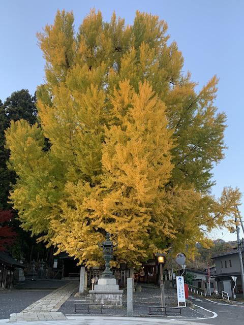 大銀杏