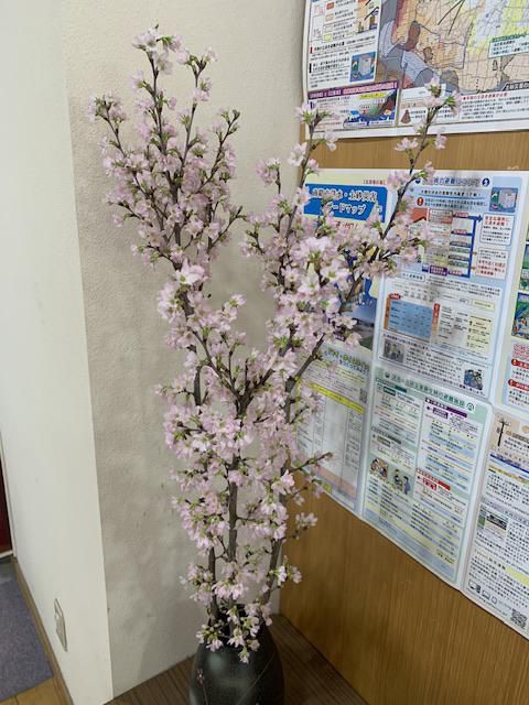 啓翁桜