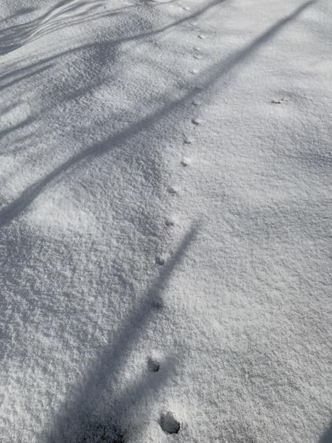 にゃルソック