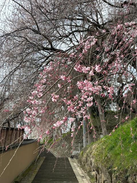 2024烏帽子山さくら情報
