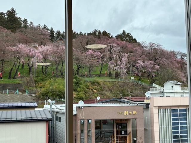 さくら