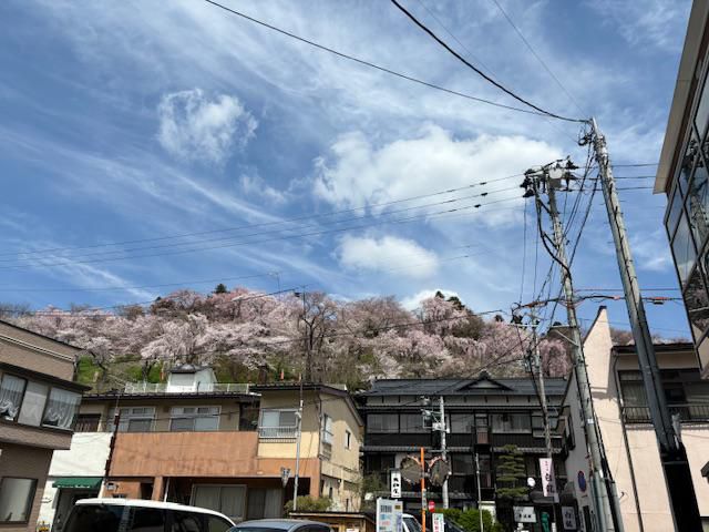 2024烏帽子山さくら情報