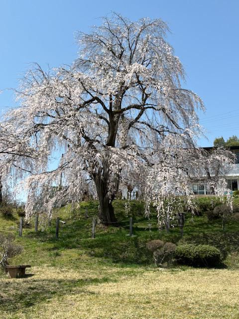 2024双松公園さくら情報