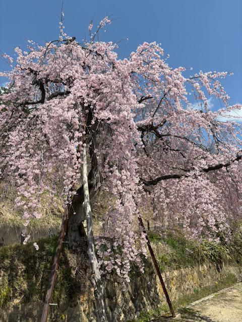 双松公園