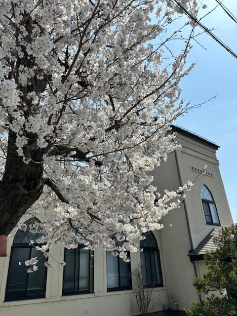 さくら