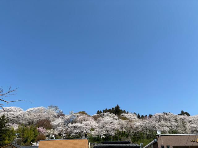 2024烏帽子山さくら情報