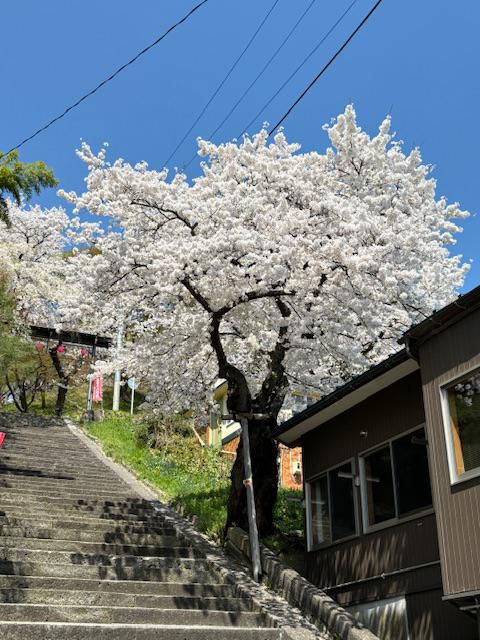 2024烏帽子山さくら情報