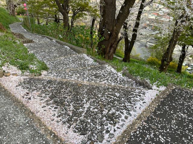 2024烏帽子山さくら情報