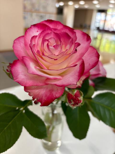 薔薇