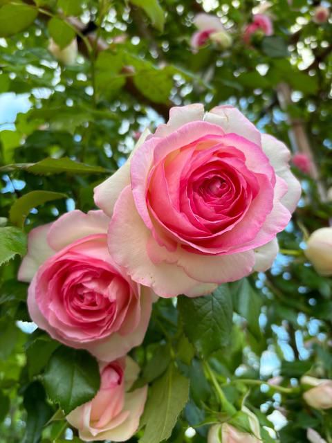 薔薇はバラは