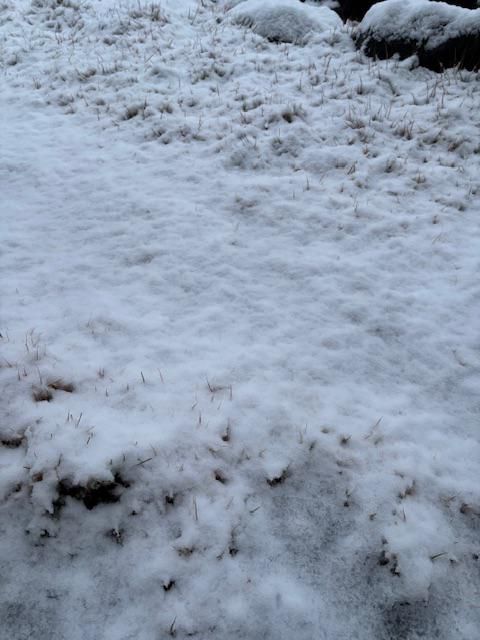 初雪