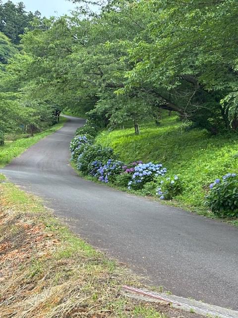 あじさいの道