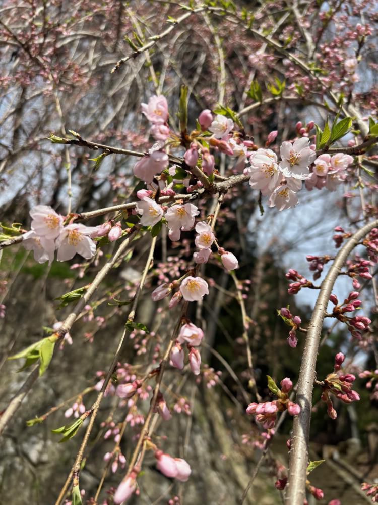 2026 烏帽子山の桜が咲きはじめました