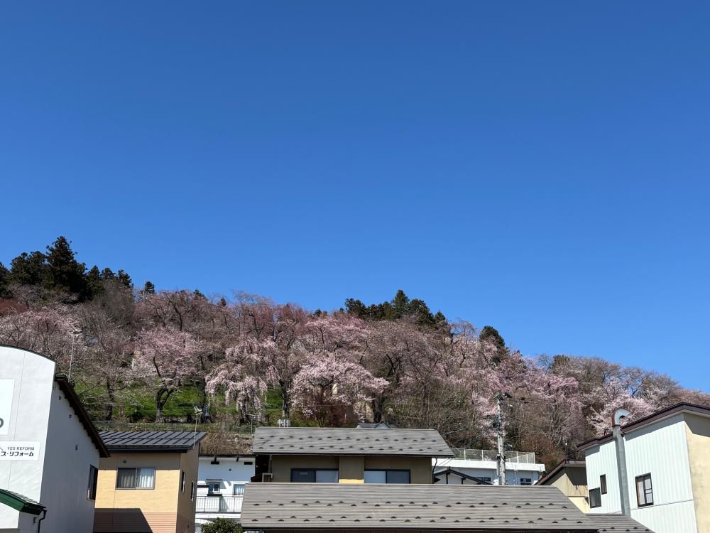 2026.4.8　烏帽子山の桜