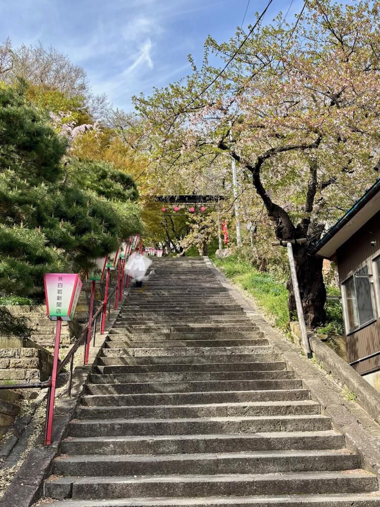 2026.4.17 烏帽子山の桜