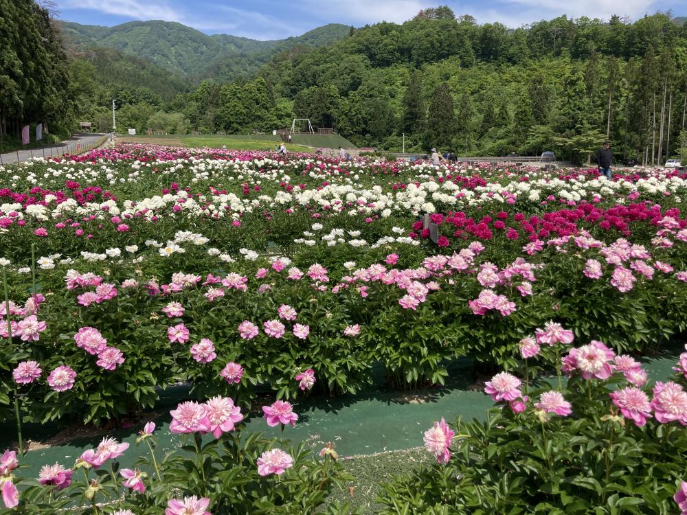 芍薬満開!長井の『ピオニーの森』