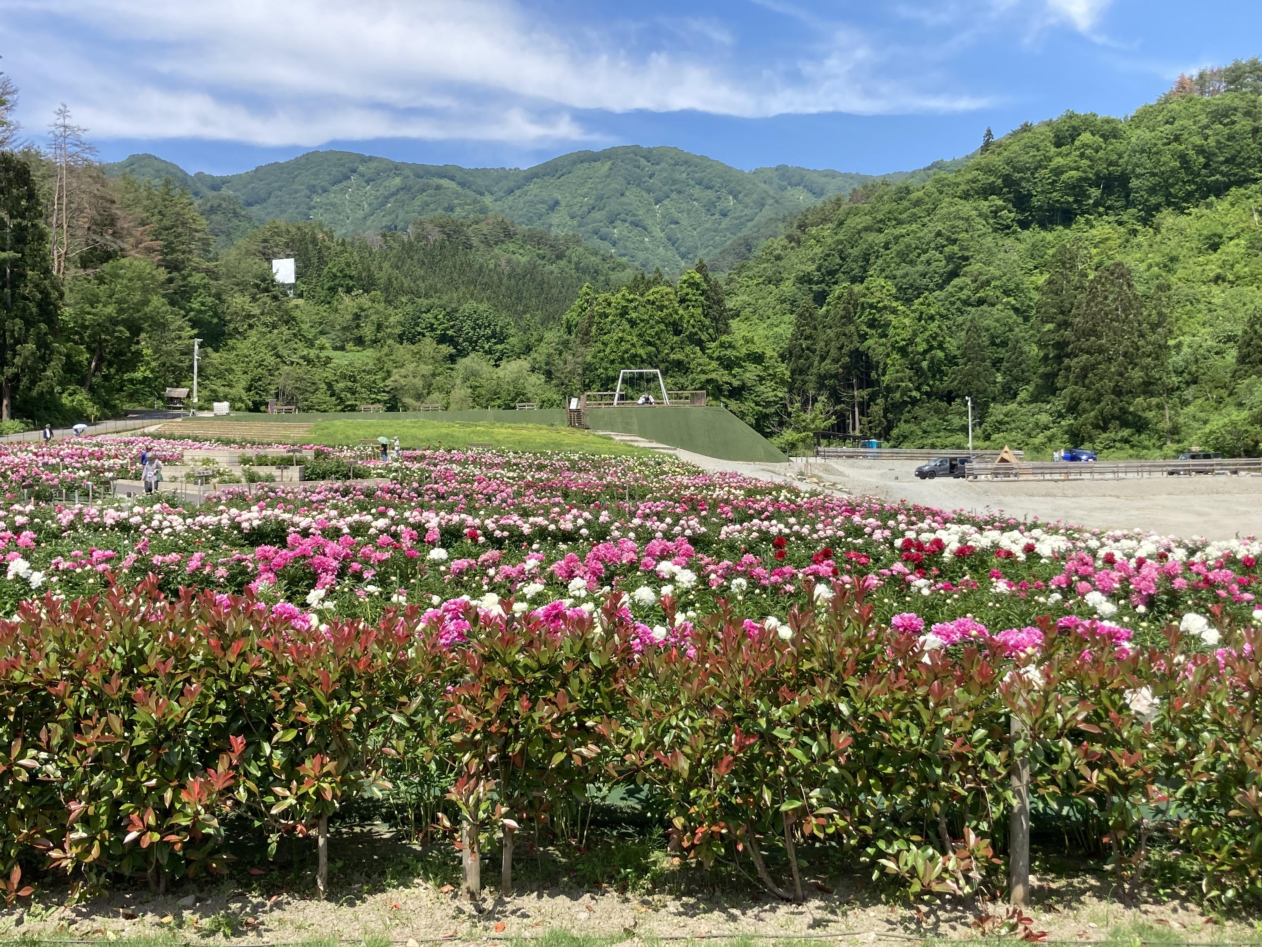芍薬満開!長井の『ピオニーの森』
