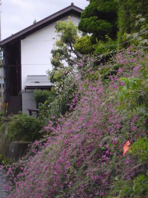 いちまた庭からの小川に沿っての秋