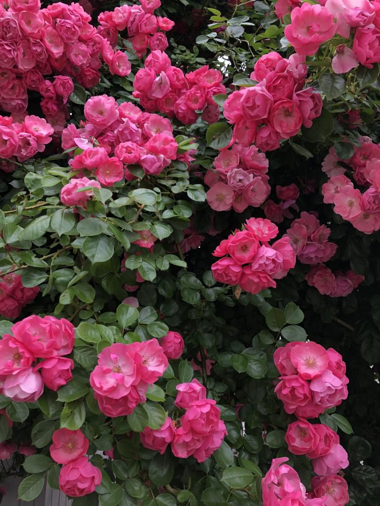 薔薇尽くし満開！