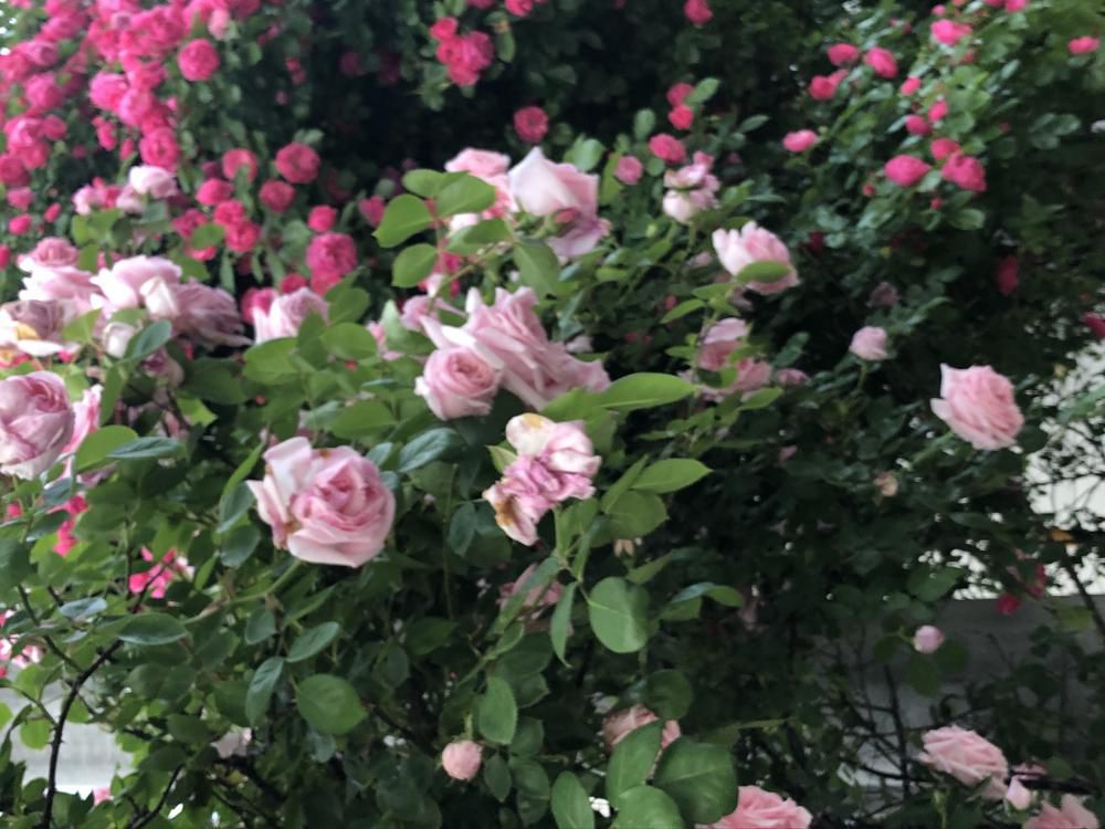お隣さんの薔薇満開！！
