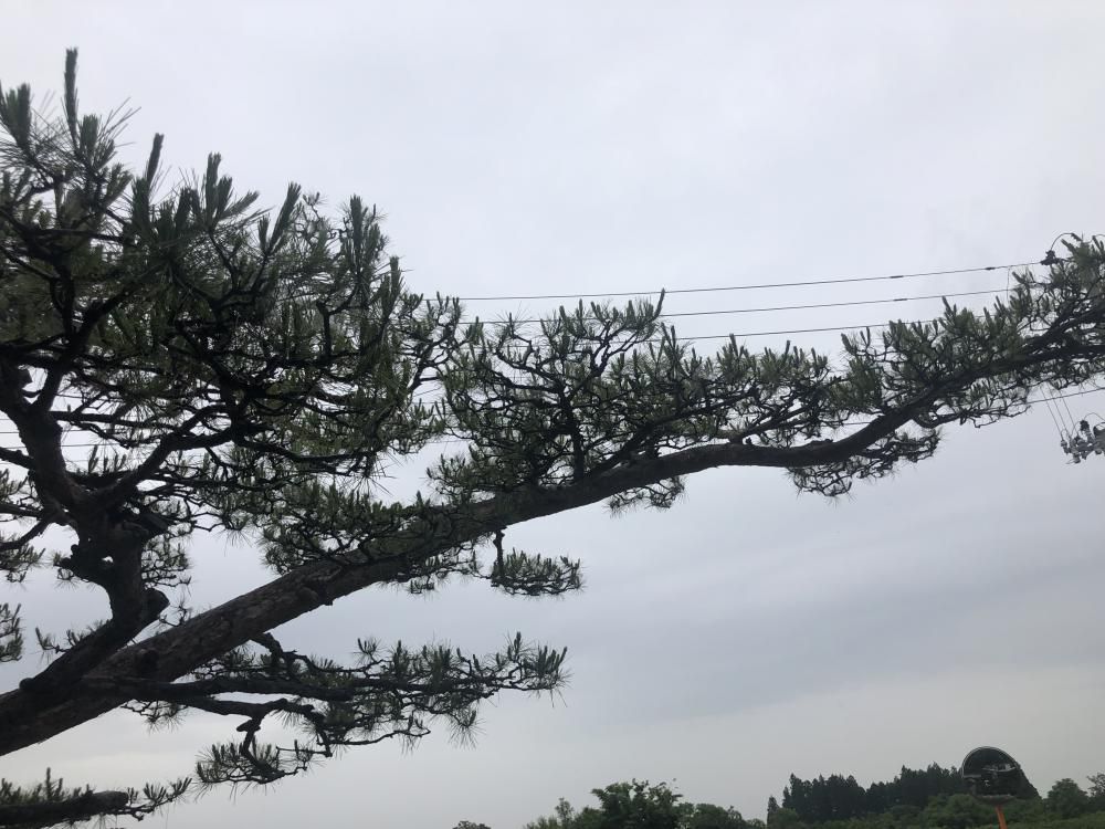 松の横ぶり、大事ですな
