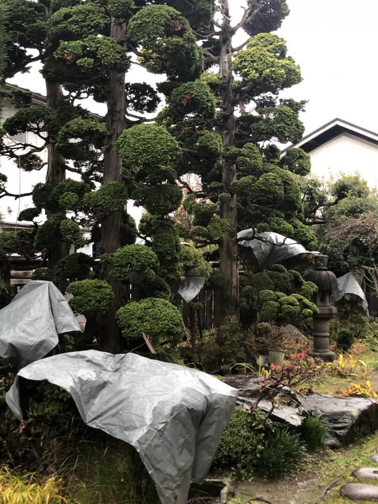 いちまた庭、雪囲い完成！！