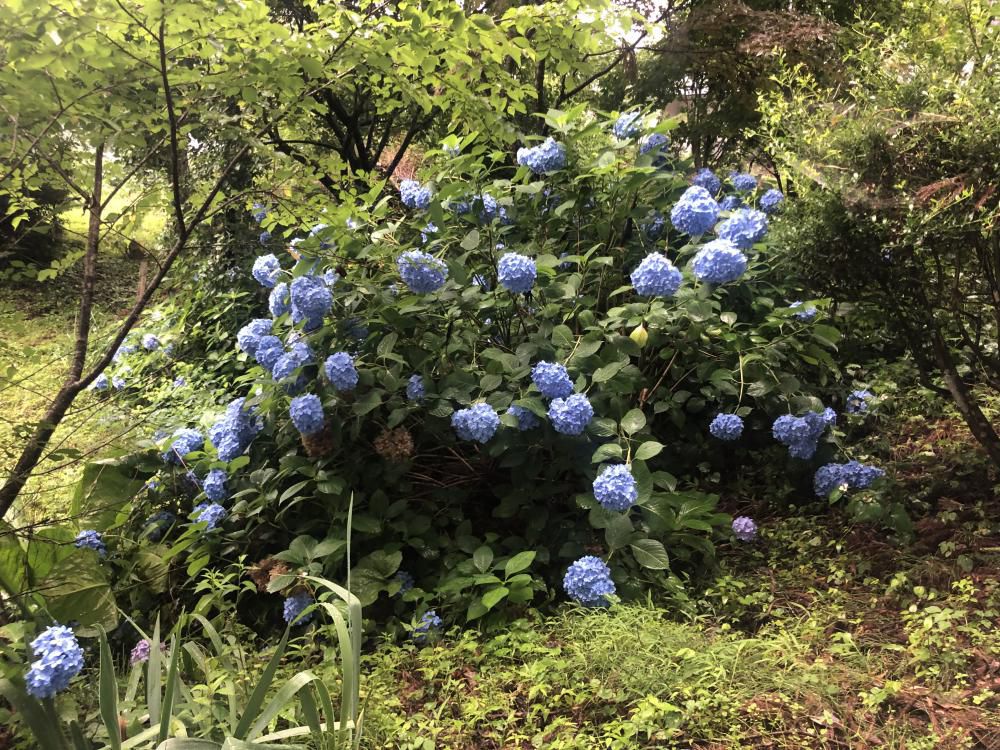 山里まだ、紫陽花キラリ！