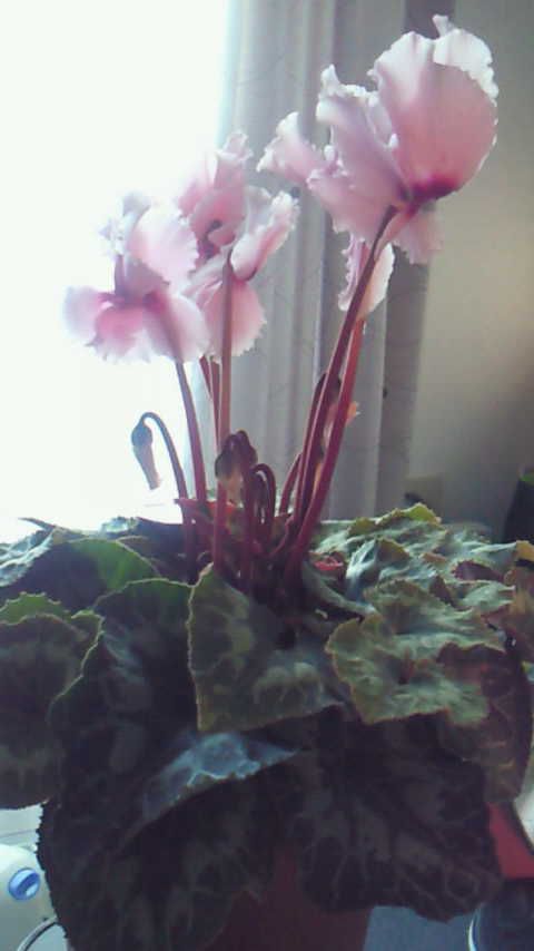 シクラメンの花