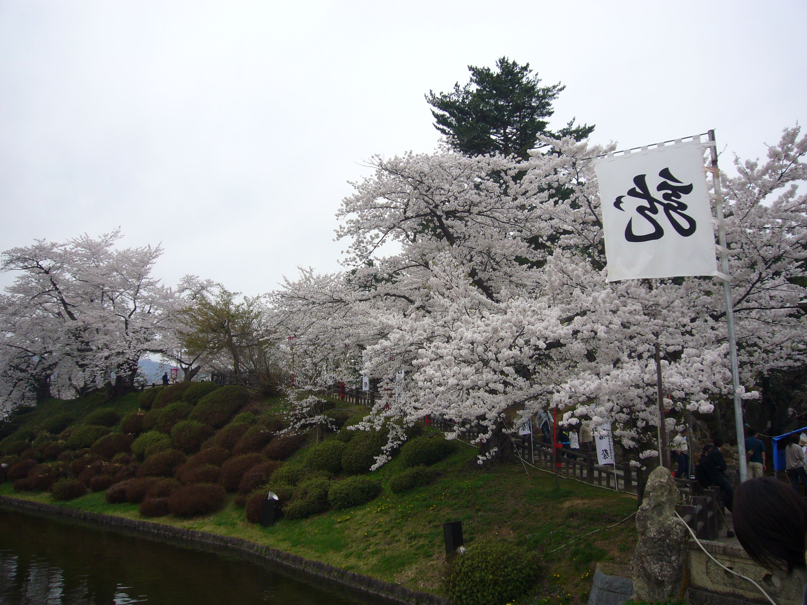 桜