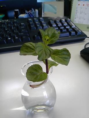 ハーブティーを楽しめるまでに…