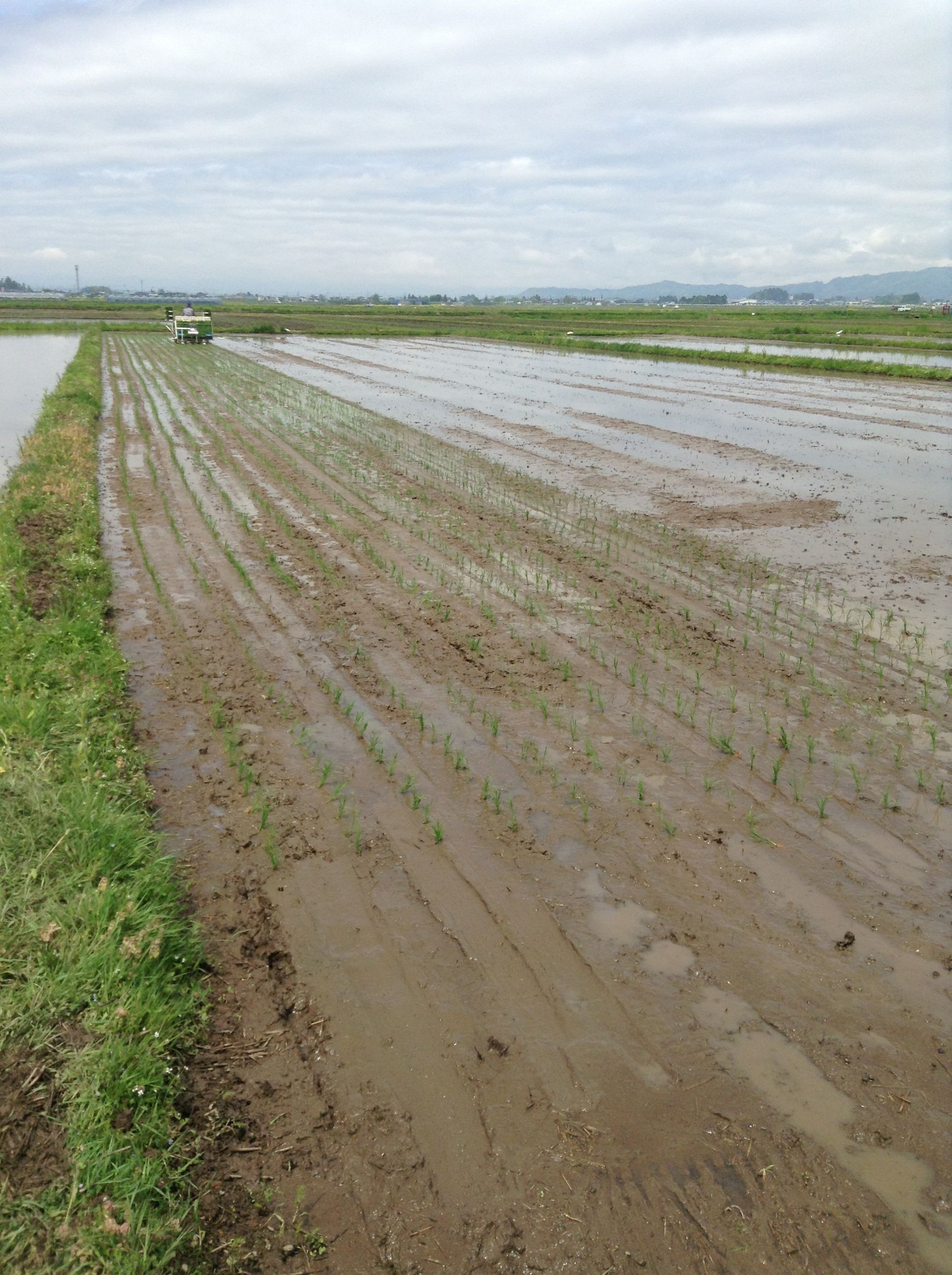 田植え