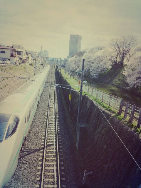 春といえば・・・桜
