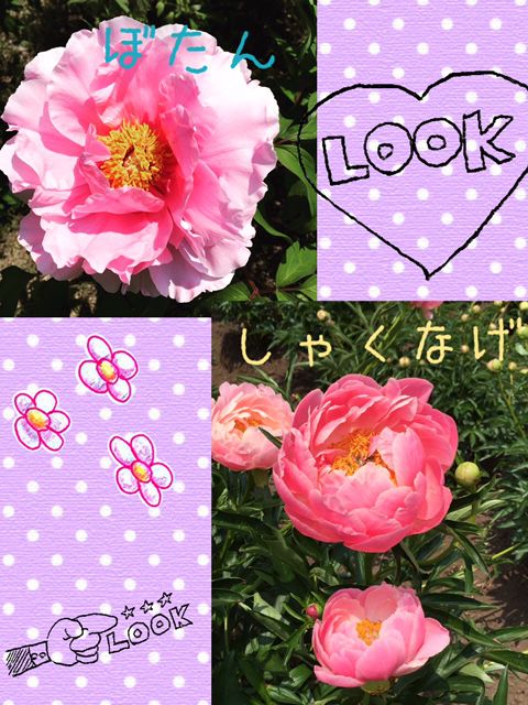 お花