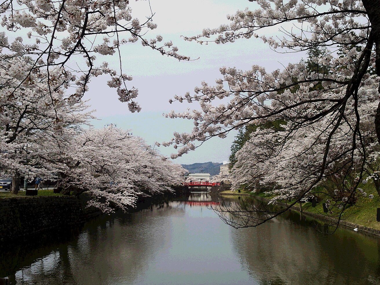 桜☆満開
