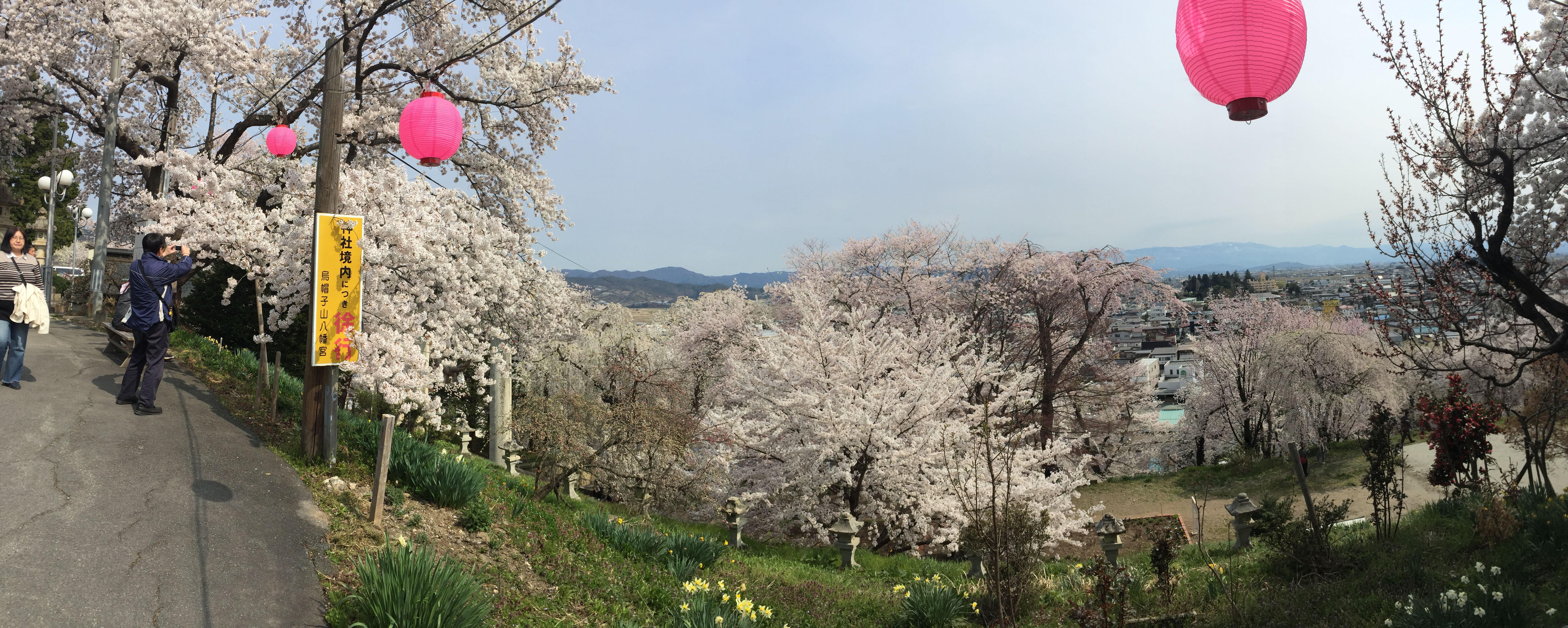 桜の名残…