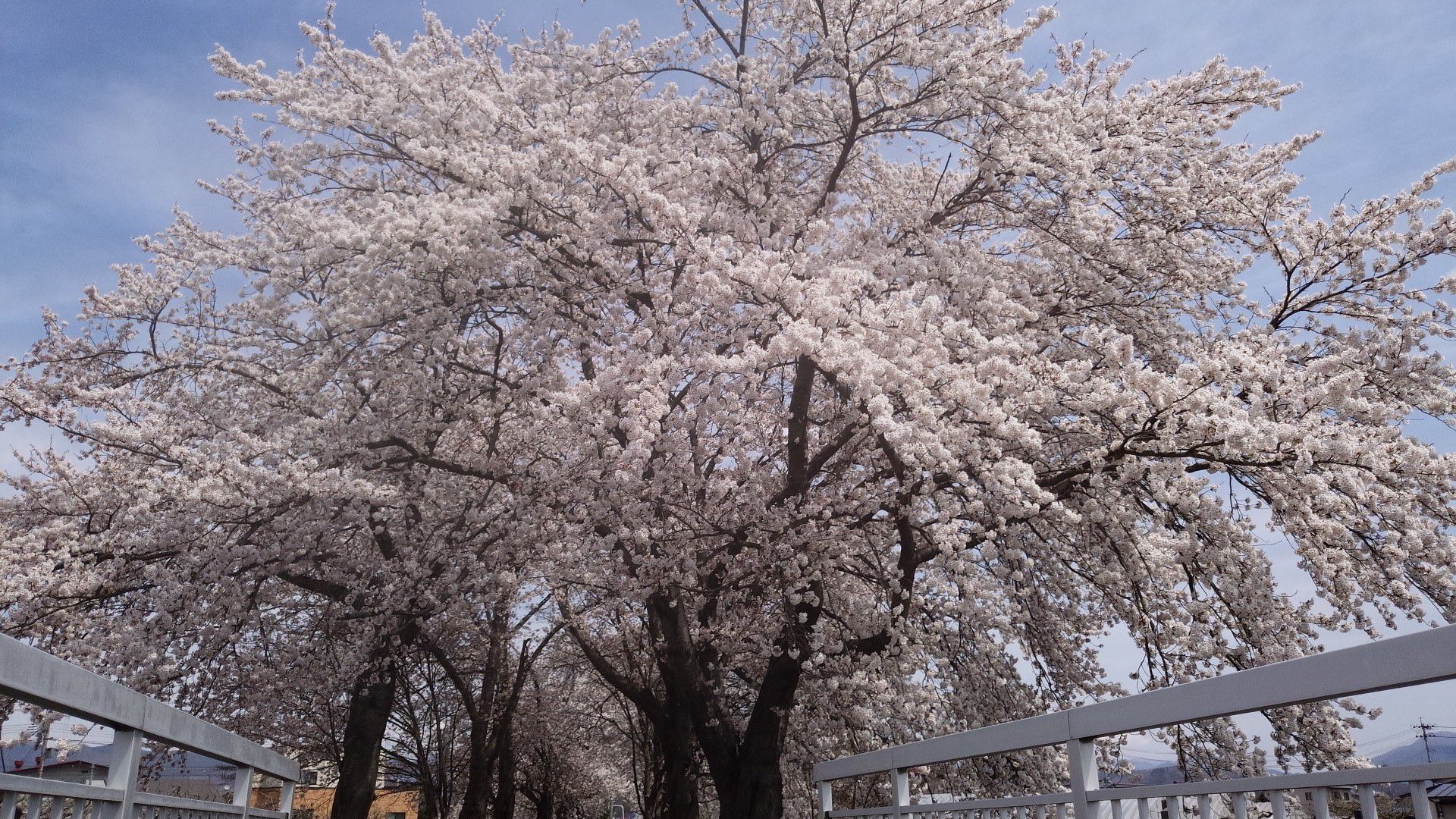 桜満開！