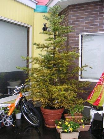 モミの木のある店　かわいそうなモミの木