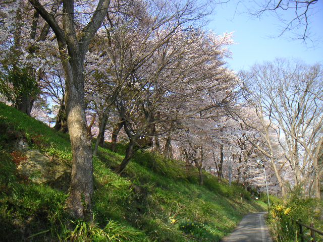 計画地は桜が満開です。【ギャラリーのあるお店】
