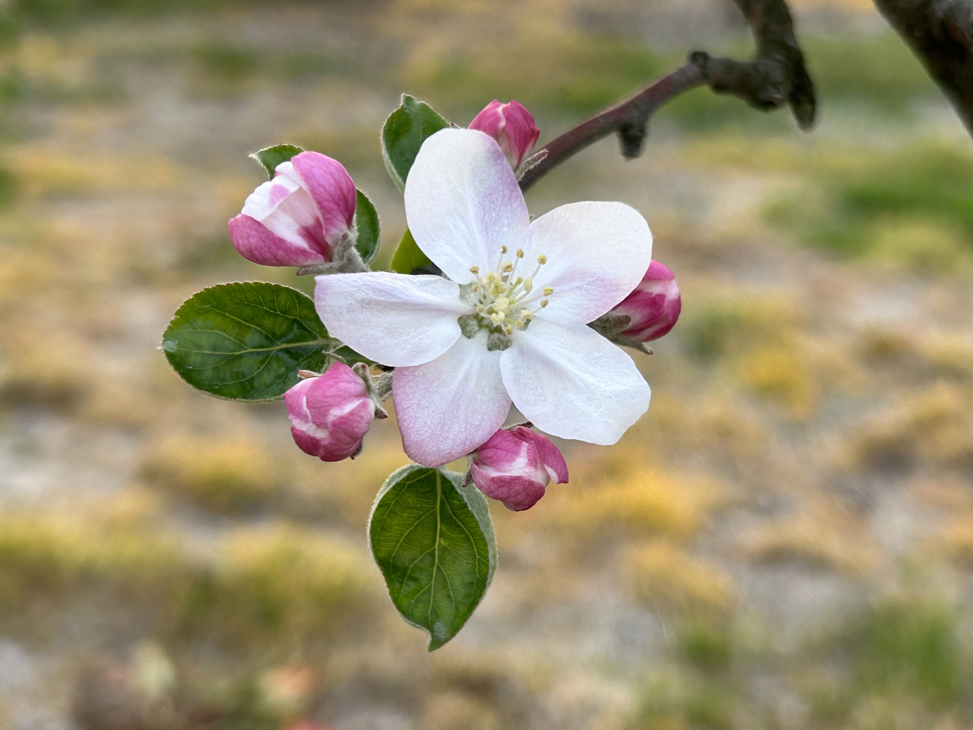 りんごの花が咲きました