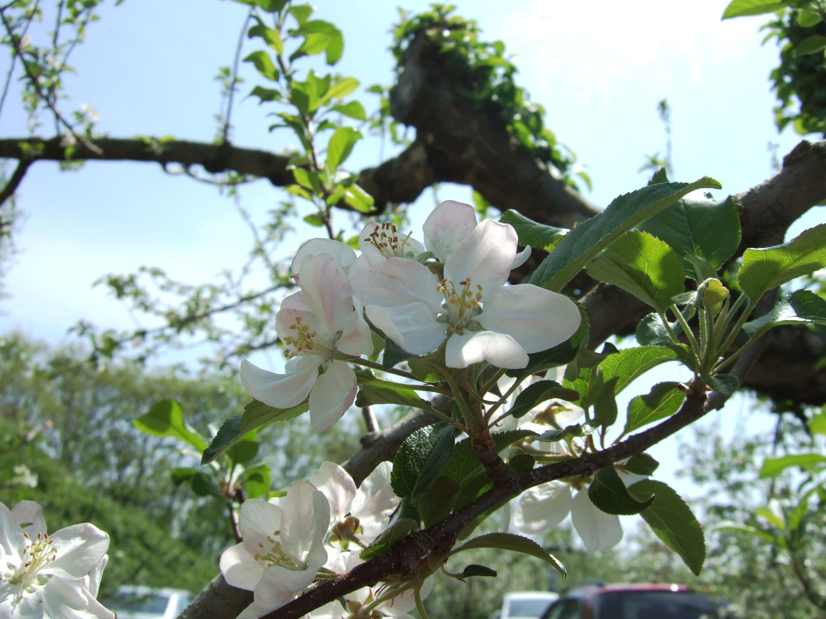 りんごの花が咲きました