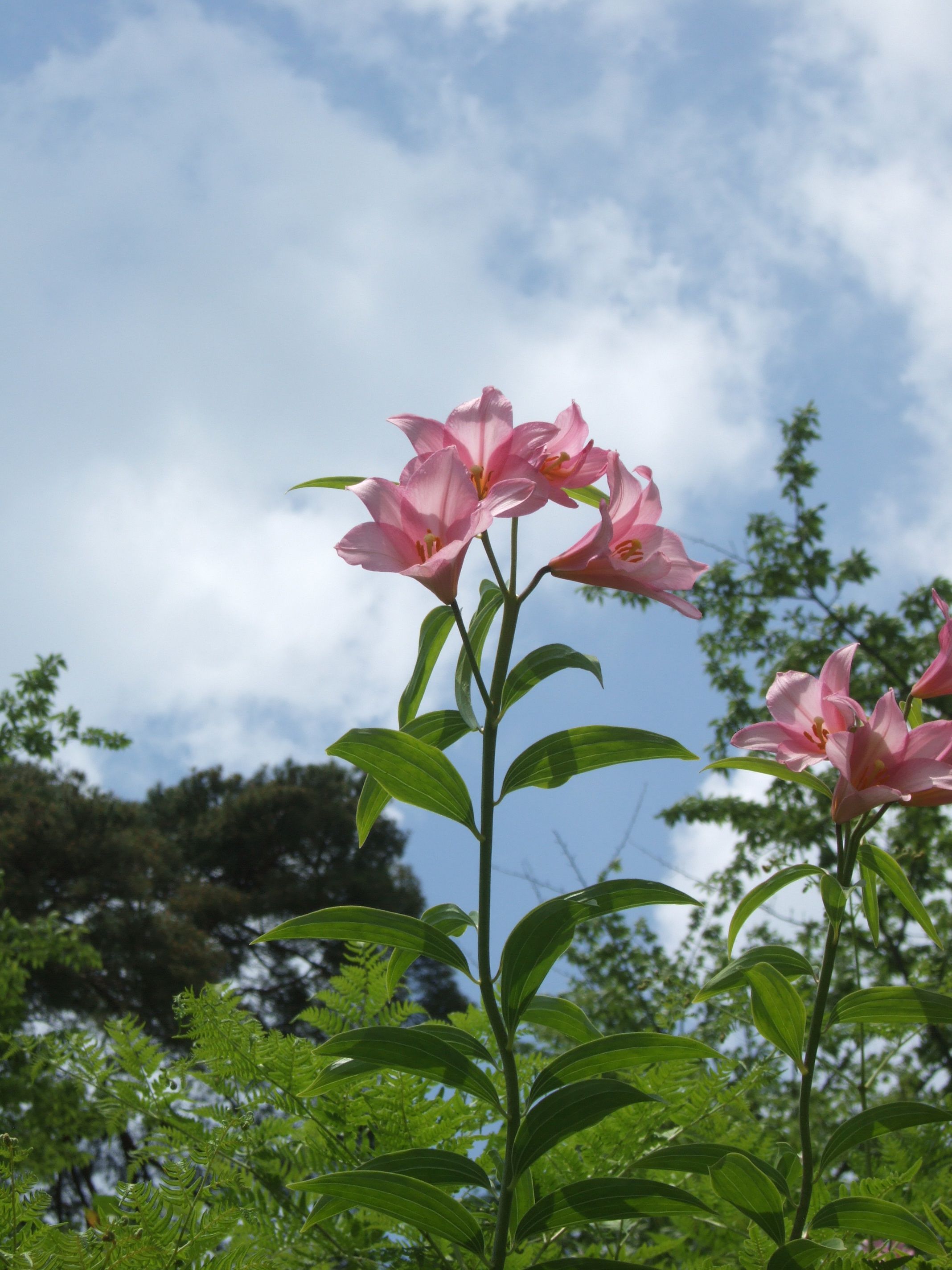 一本松公園のヒメサユリが見頃です