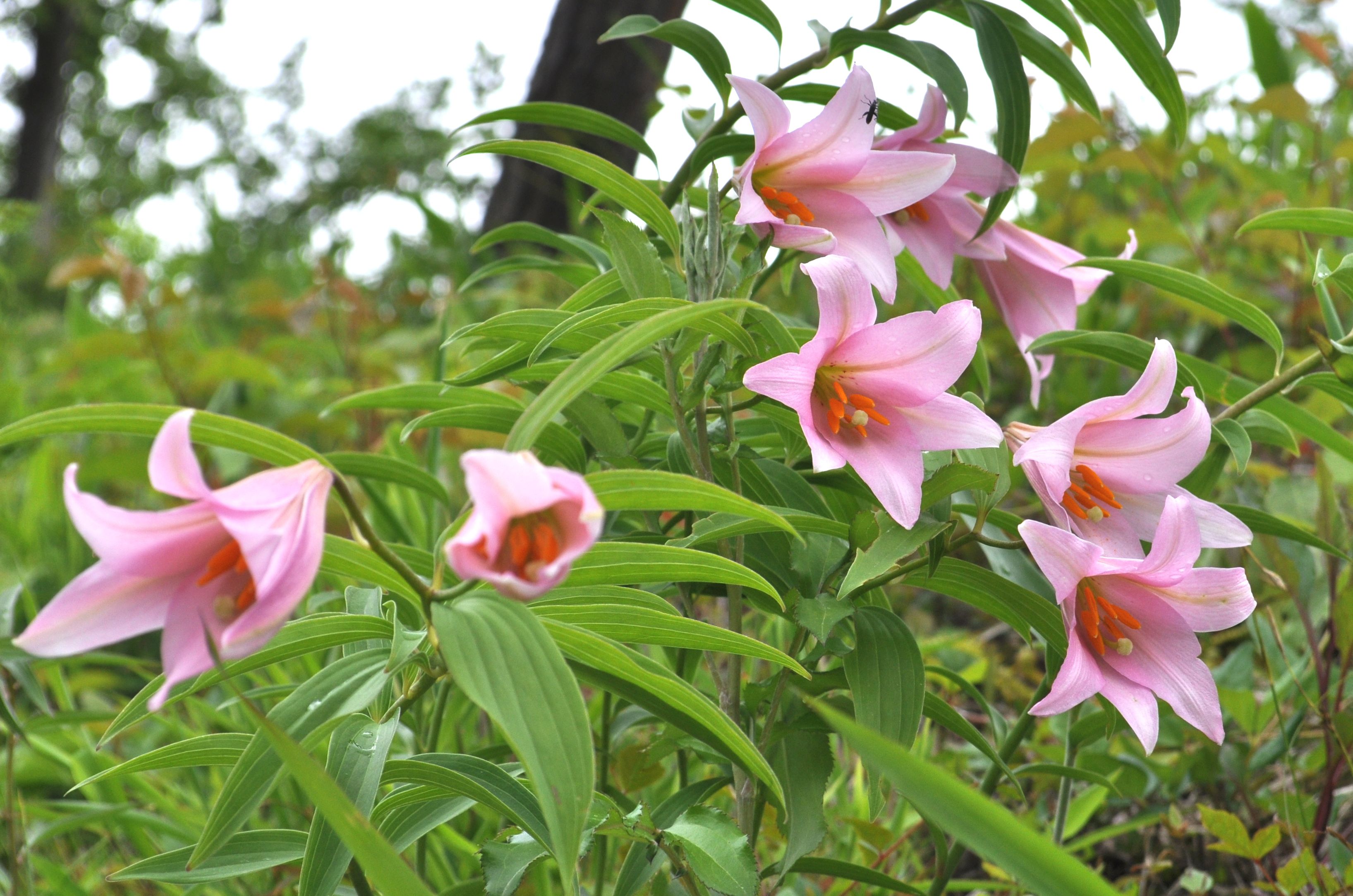 まちの花「ひめさゆり」を守る人