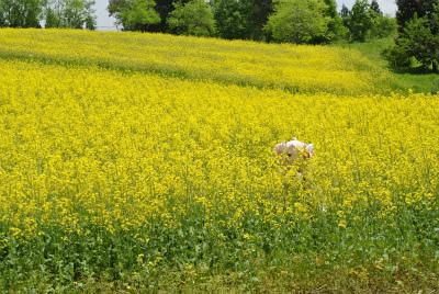 【朝日町＿イベント】5/18（日）菜の花観写祭6　開催！