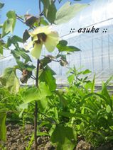 和綿の花、再び